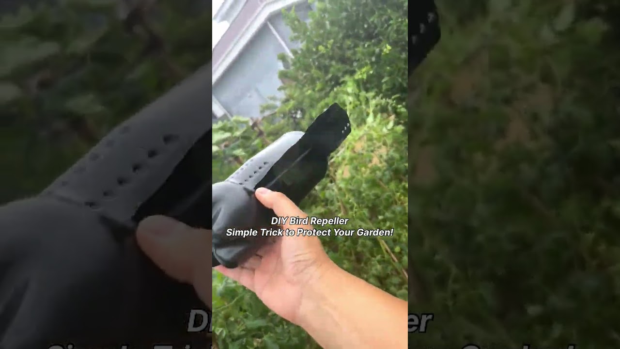DIY Bird Repeller &mdash; Simple Trick to Protect Your Garden!