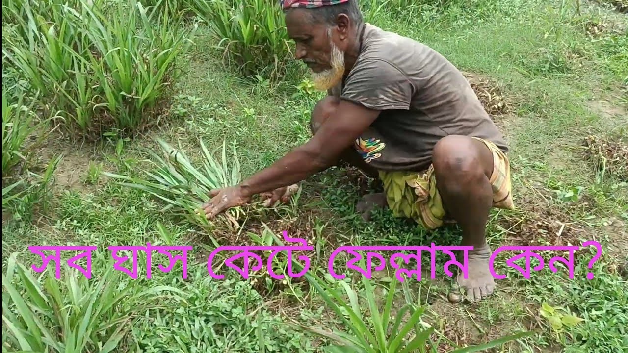 যে কারনে ‍স্মার্ট নেপিয়ার ঘাস কেটে ফেল্লাম #smartnepiar #grameenkrishi