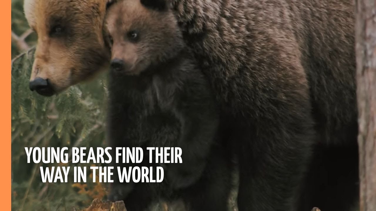 Three young bears find their way in the world | Full Documentary
