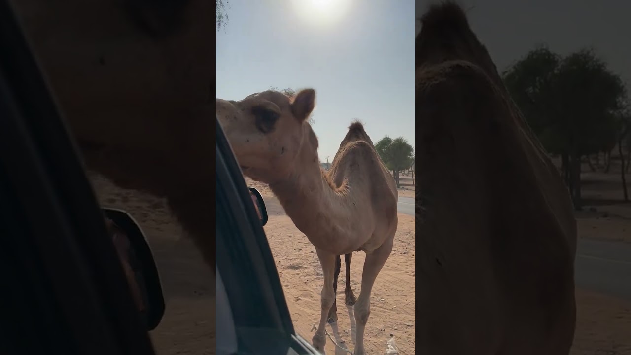 Laughter Over Feeding Camels During Road Trip