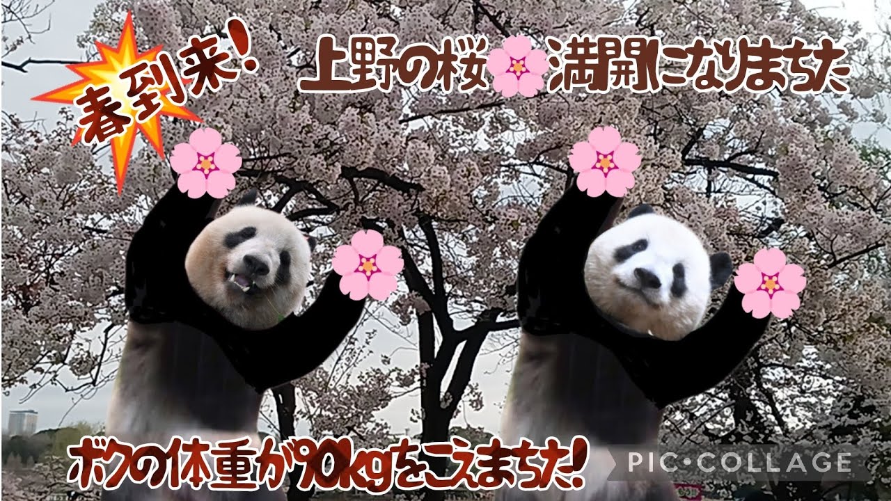 春到来!上野の桜🌸満開になりまちた　ボクの体重が90kgをこえまちた！