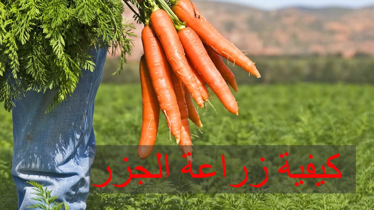 فيديو  جديد  طريقة زراعة  الجزر