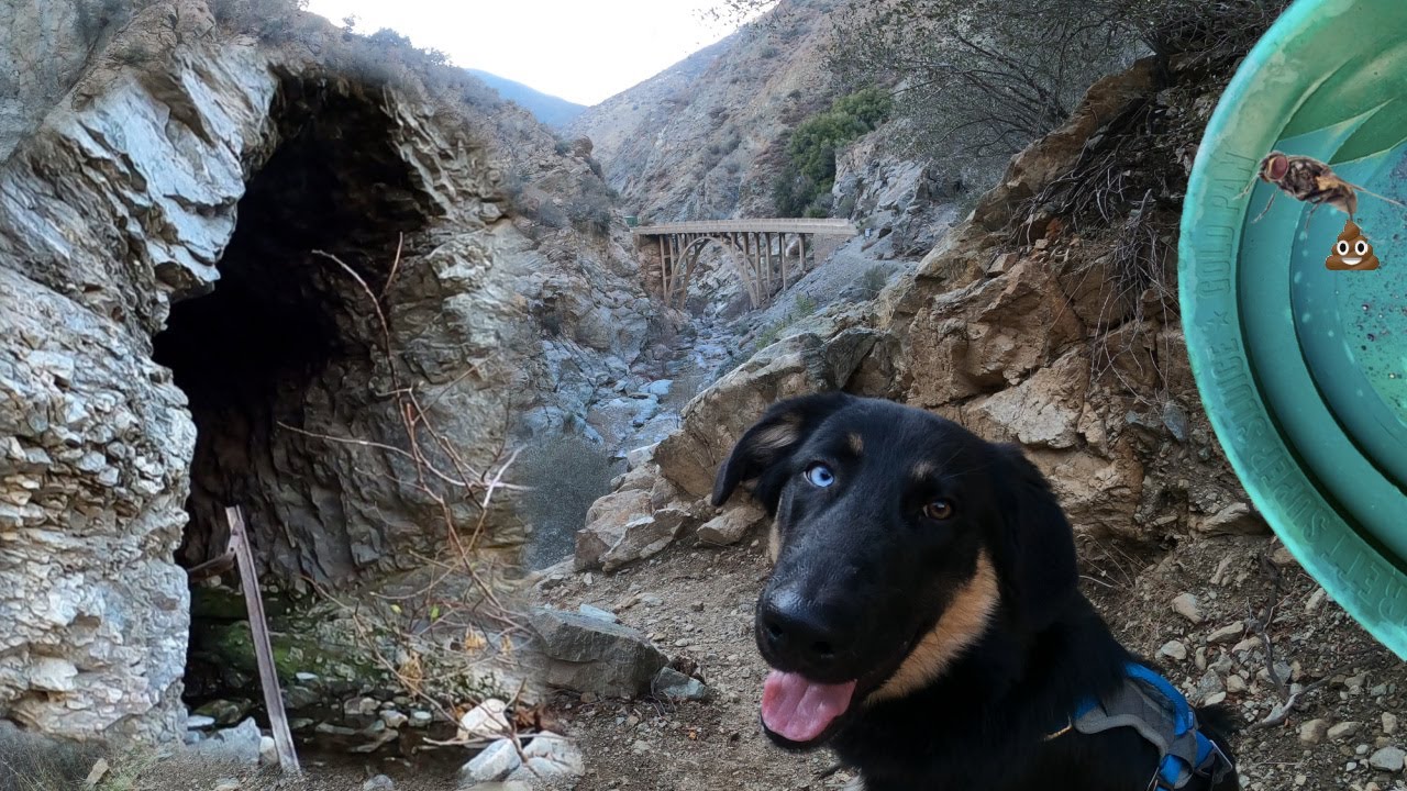 Pups first gold in So Cal | Bridge to Nowhere, camping, and sluicing