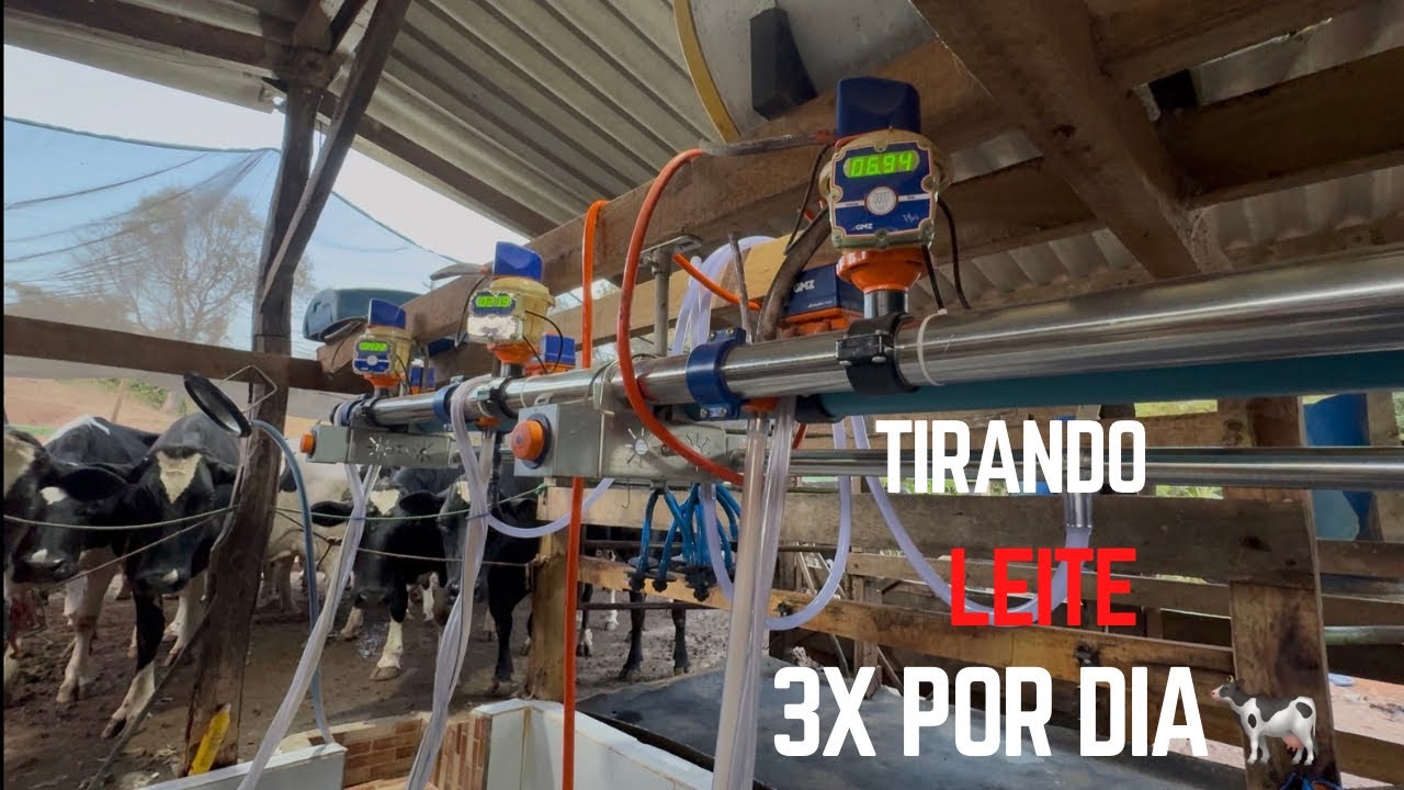 Rotina na roça,tirando leite três vezes por dia! 