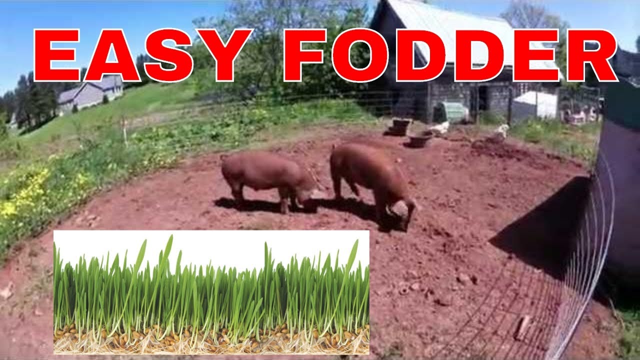 EASY!! How to sprout grains for feed, Hog and Chicken Fodder - Sprouting Grains The Natural Way!