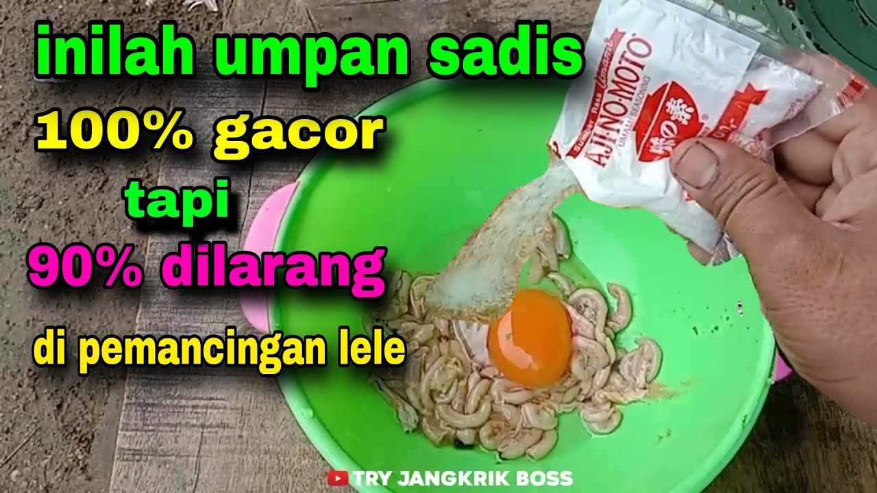 Umpan lele paling ampuh tapi dilarang di banyak kolam pemancingan karena terlalu gacor #40