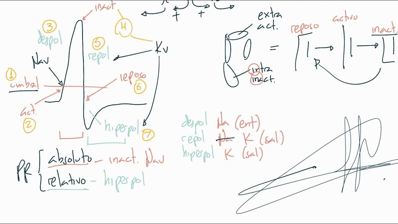Potencial de acción (biofísica de la membrana 3/3)