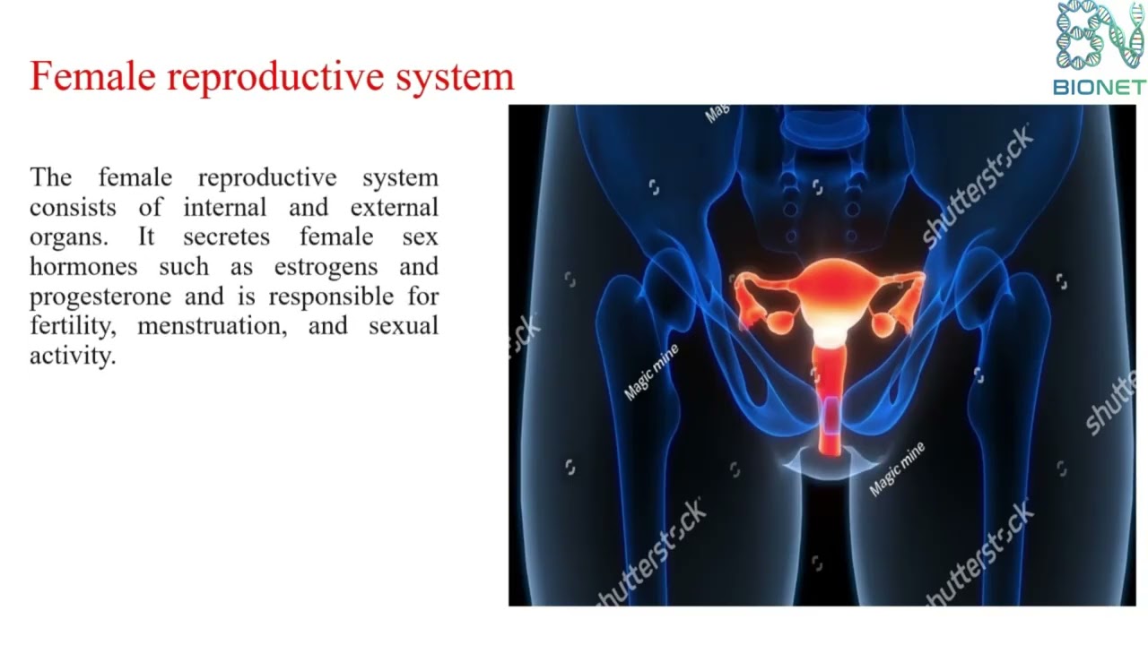 Human Reproductive System Explained: Male vs. Female Anatomy