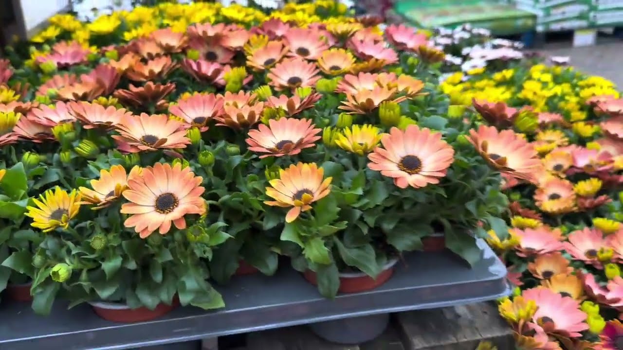 May month ! Visit Flowers Garden ! 2024