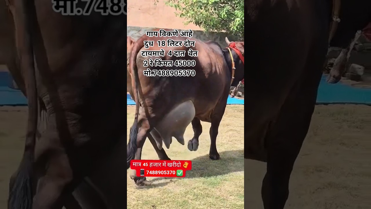 Sahiwal Cow For Sale 📞7488905370📱#sahiwal #cow #hfcow #gircow #dairyfarm #viral #video #shorts