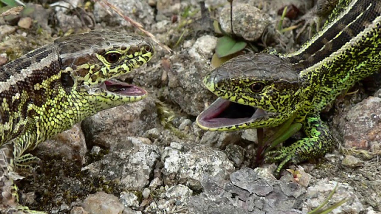 Plazia sa Slovenskom - 4. diel jašterica krátkohlavá – Lacerta agilis