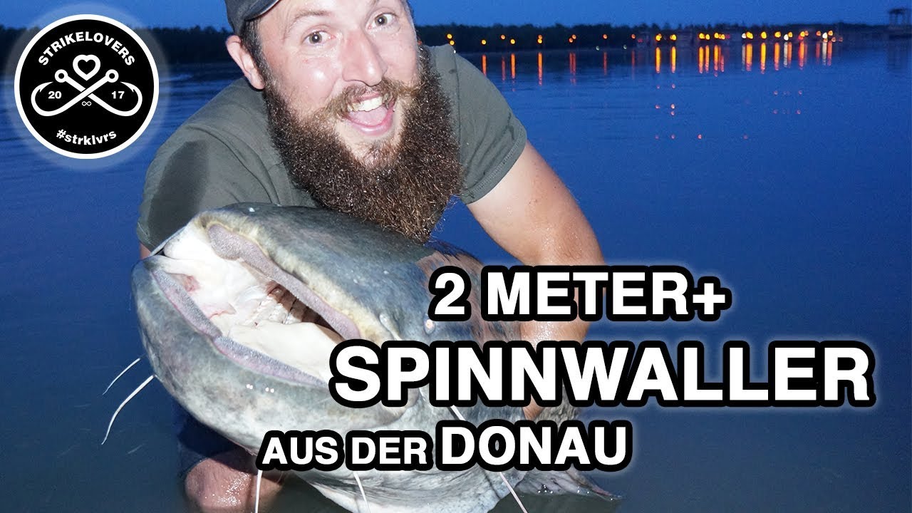 Kapitaler 2m+ Donauwels 🎣❤️ mit der Spinnrute #strklvrs