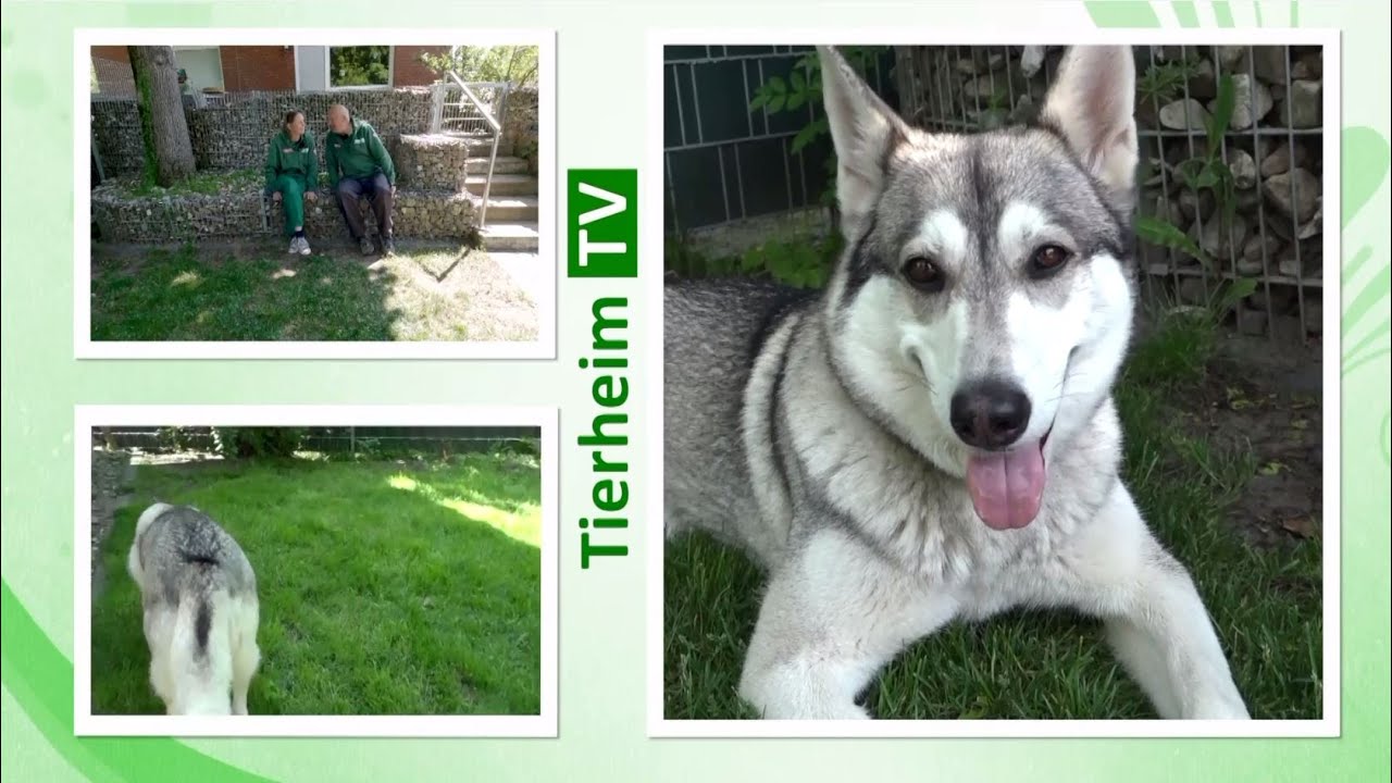 Tierheim TV - Sendung aus dem Tierheim Hannover