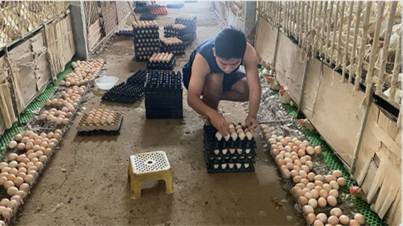 Real Farm Life Egg Collection | Huge Fresh Chicken Eggs Harvest Compilation.