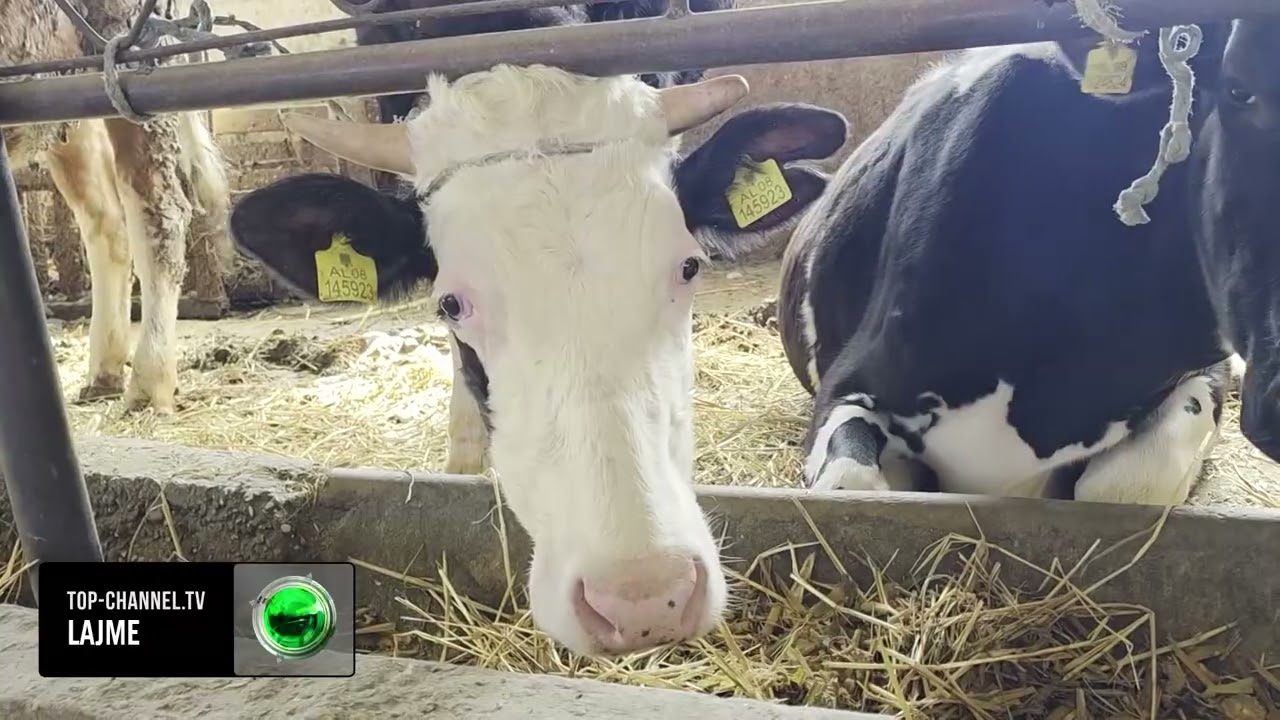 Top Channel/ Kriza e blegtorëve në Fier/Ankohen se nuk kanë treg, fermerët: Na dëmtoi edhe lagështia
