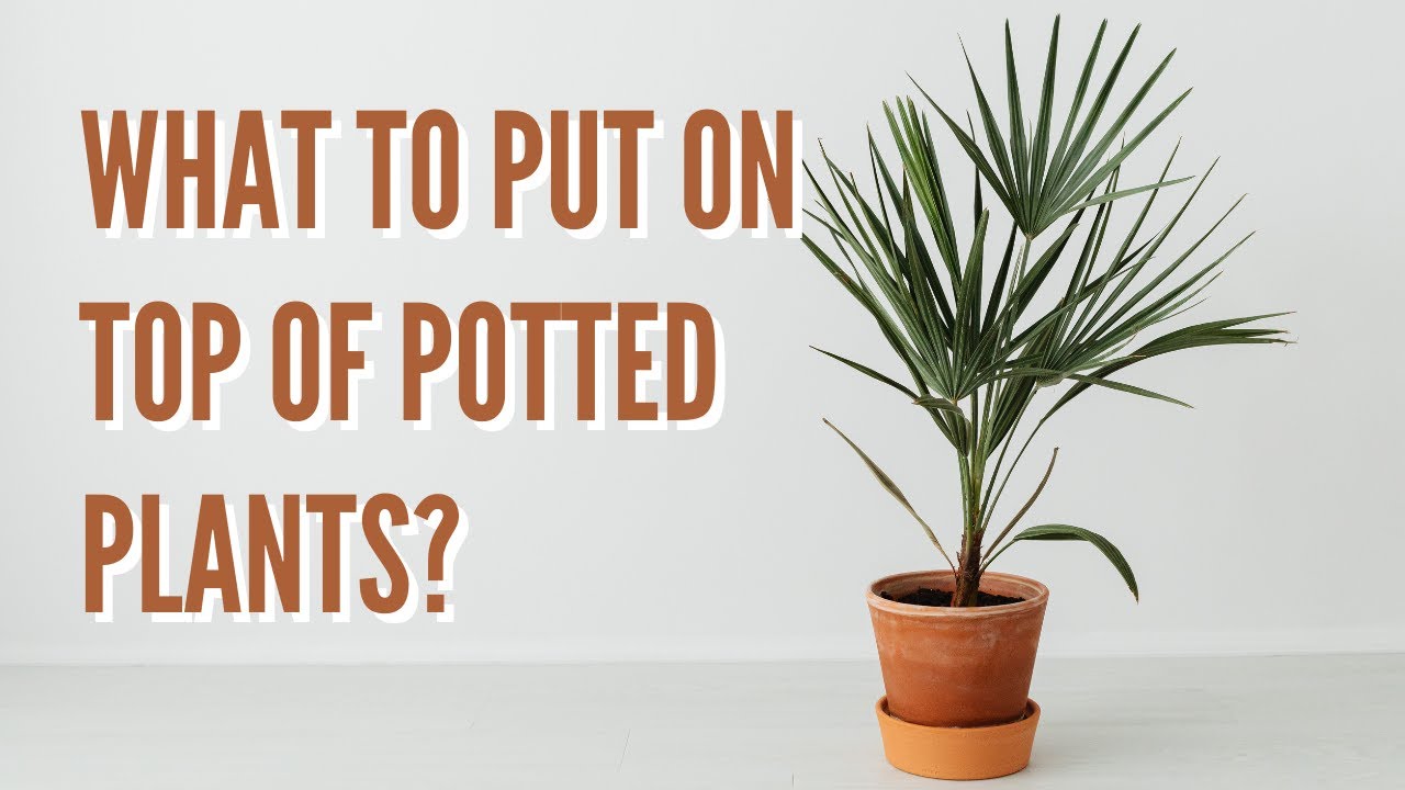 Top-dressing Potted Plants (What is Top-dressing plants?)
