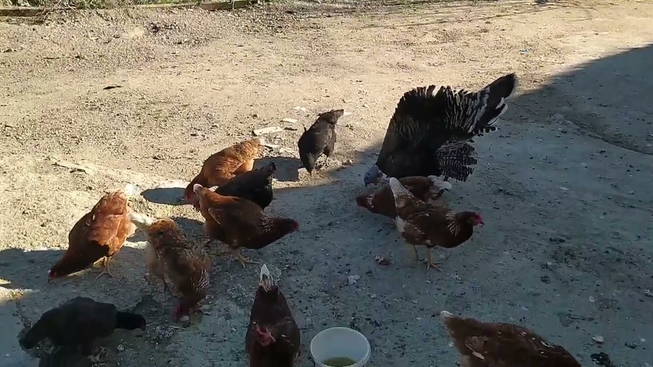 YİNE KÖTÜ SONUÇ/GURKLARDAN BU SENE YÜZÜM GÜLMÜYOR.