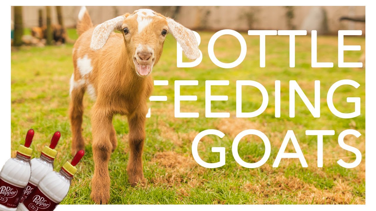 Benefits of Bottle Feeding Baby Goats