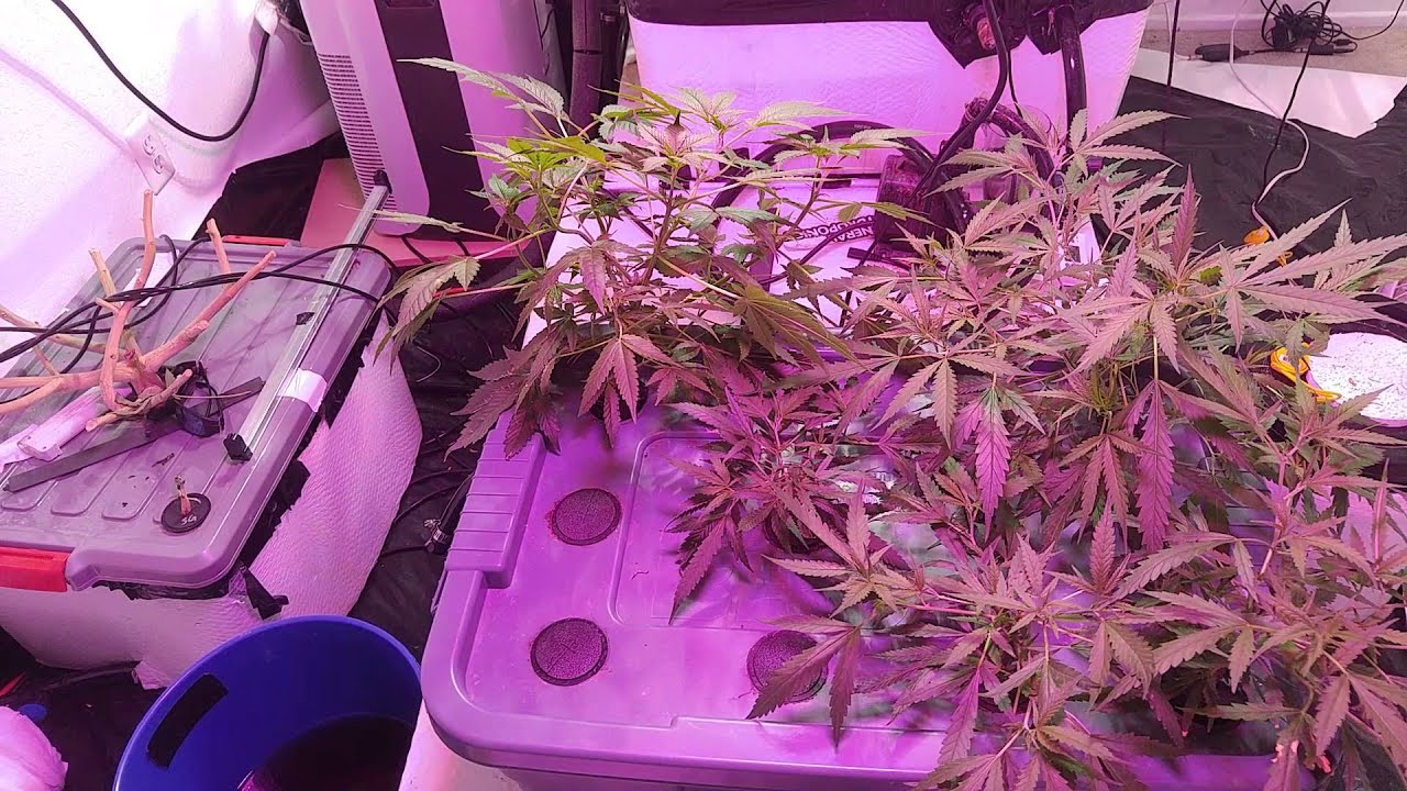 Grow room progress