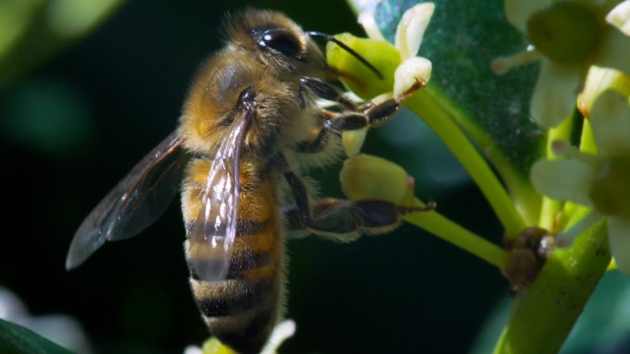 Bees can help farmers kill fungus