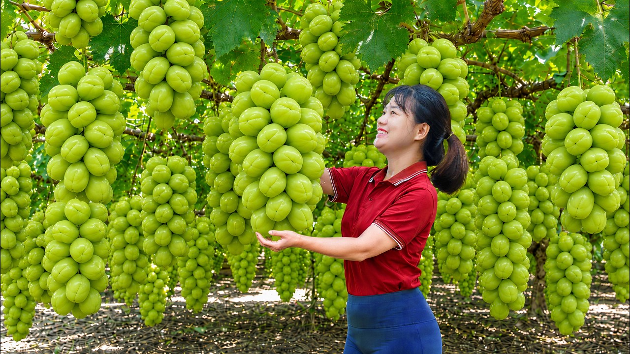 Harvesting Giant Green Grapes to Sell at Market | A Bountiful Organic Vineyard Harvest
