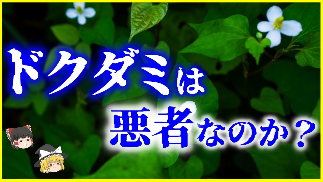 【ゆっくり解説】雑草界のモンスター⁉「ドクダミ」は悪者なのか？を解説/地下茎のヤバさと繁殖力&hellip;駆除方法とドクダミの活用方法