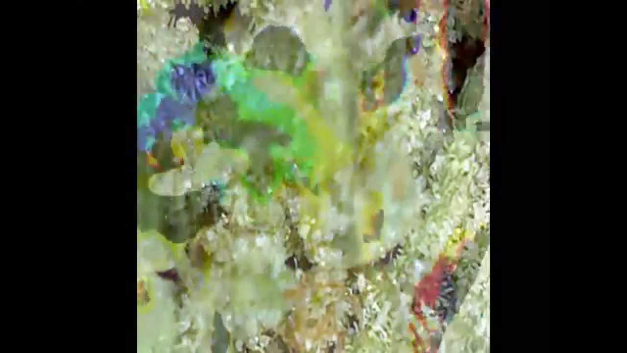 microscopic world of cannabis