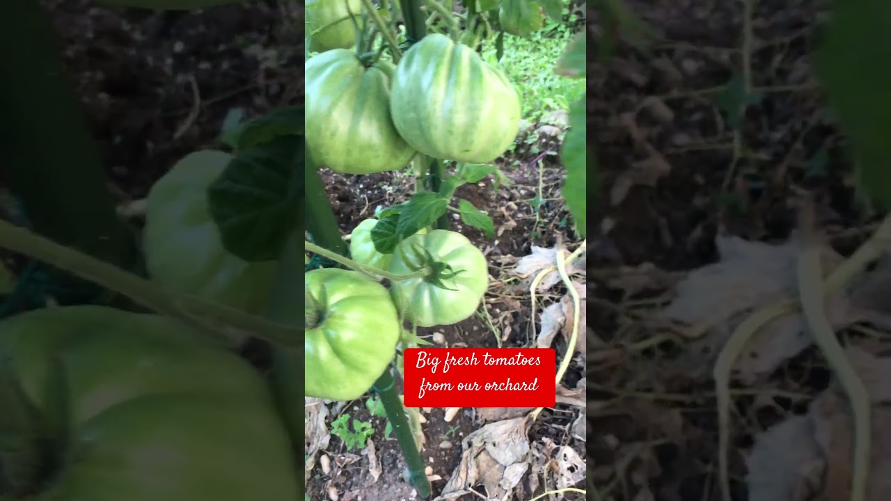 We harvested big tomatoes from our orchard