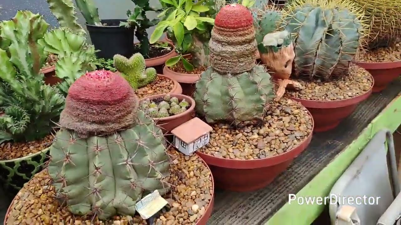 Limpei os vasos ..troquei as pedrinhas..cactos com problema 😵‍💫