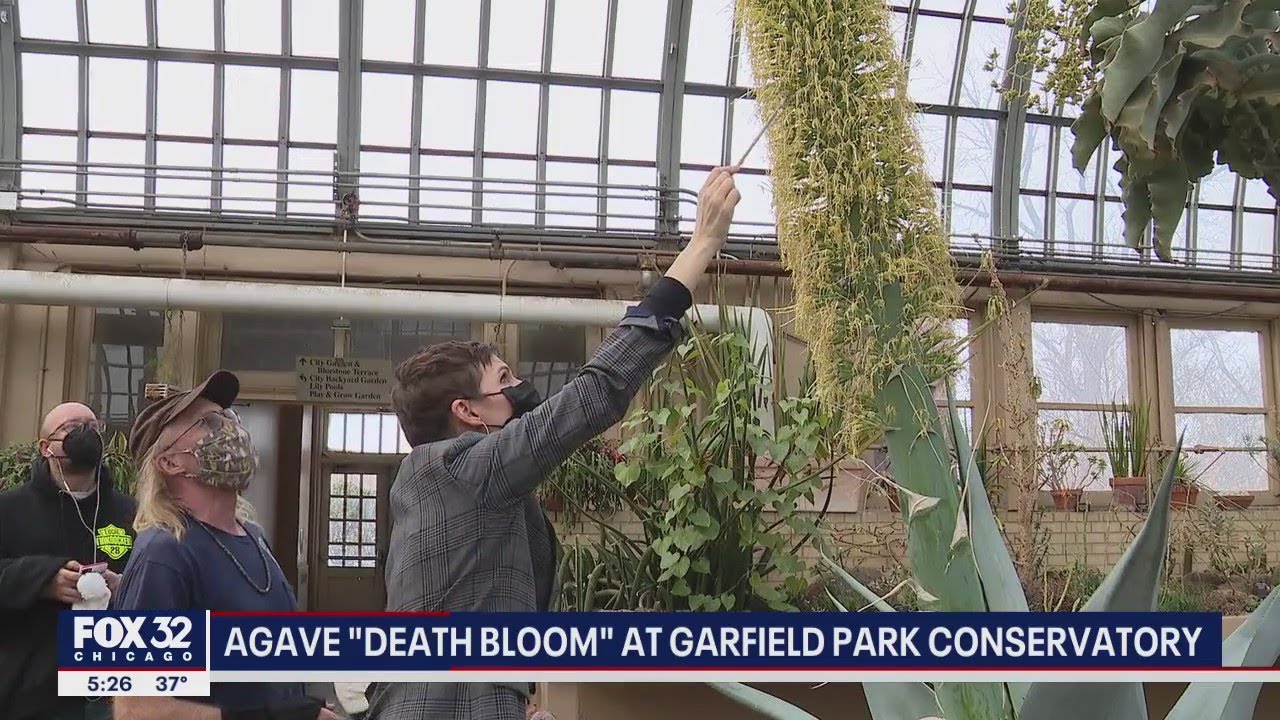 Agave 'Death Bloom' in Chicago growing beyond what's expected