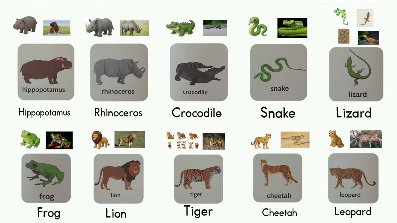 LEARN WILD ANIMALS VOCABULARY KIDS 