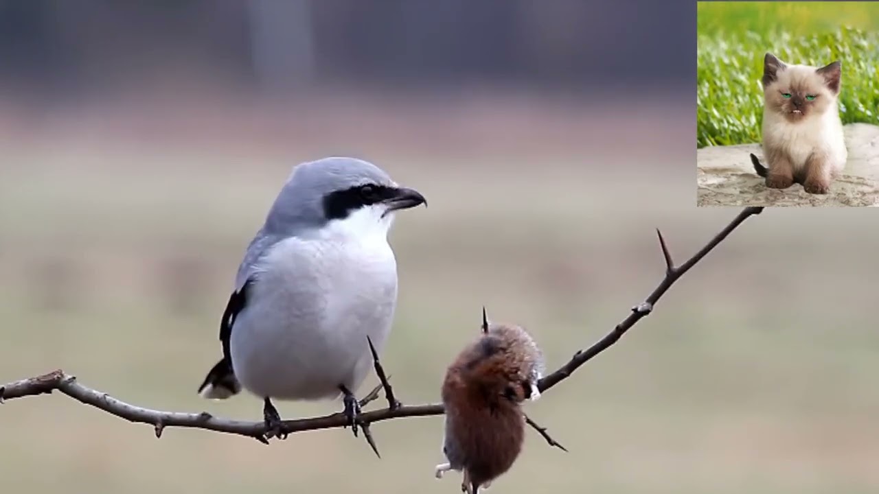 Серый сорокопут   Lanius excubitor