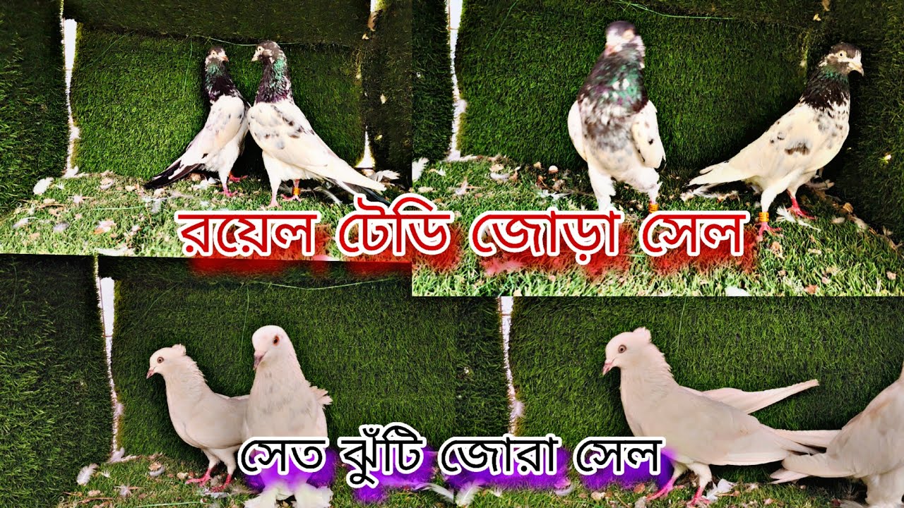 সেত ঝুঁটি ও টেডি জোরা সেল #pigeon #pigeonlaver #everyone #viral #birds 