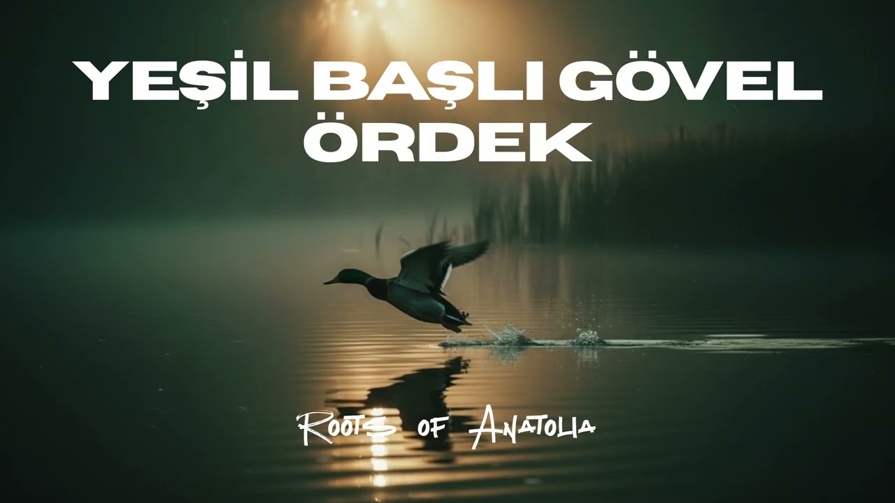 Yeşil Başlı Gövel Ördek | Anatolian Folk Cover