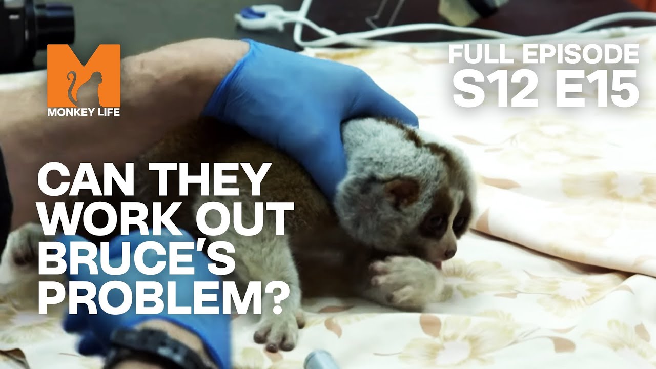 Bruce's Bloods Are Taken | Season 12 Episode 15 | Full Episode | Monkey Life