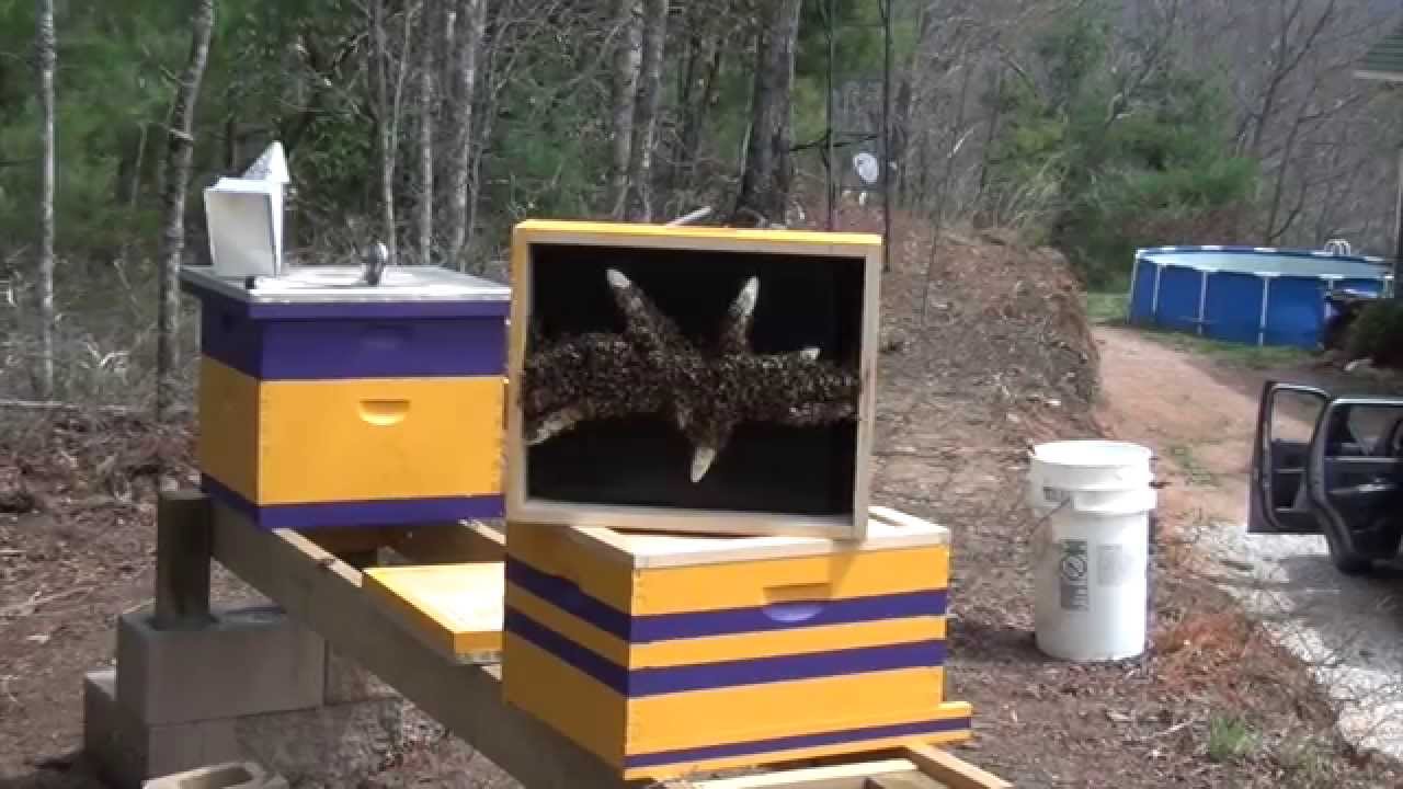 Hive Inspection #2 (Hive 1)