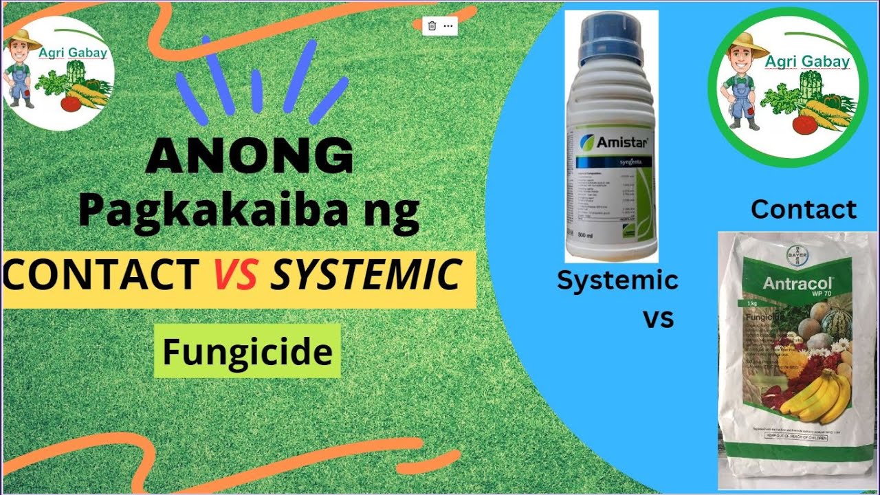 Agrigabay: Systemic VS Contact Fungicide (Ano ang pinagkaiba ng Sytemic at Contact Fungicide?)