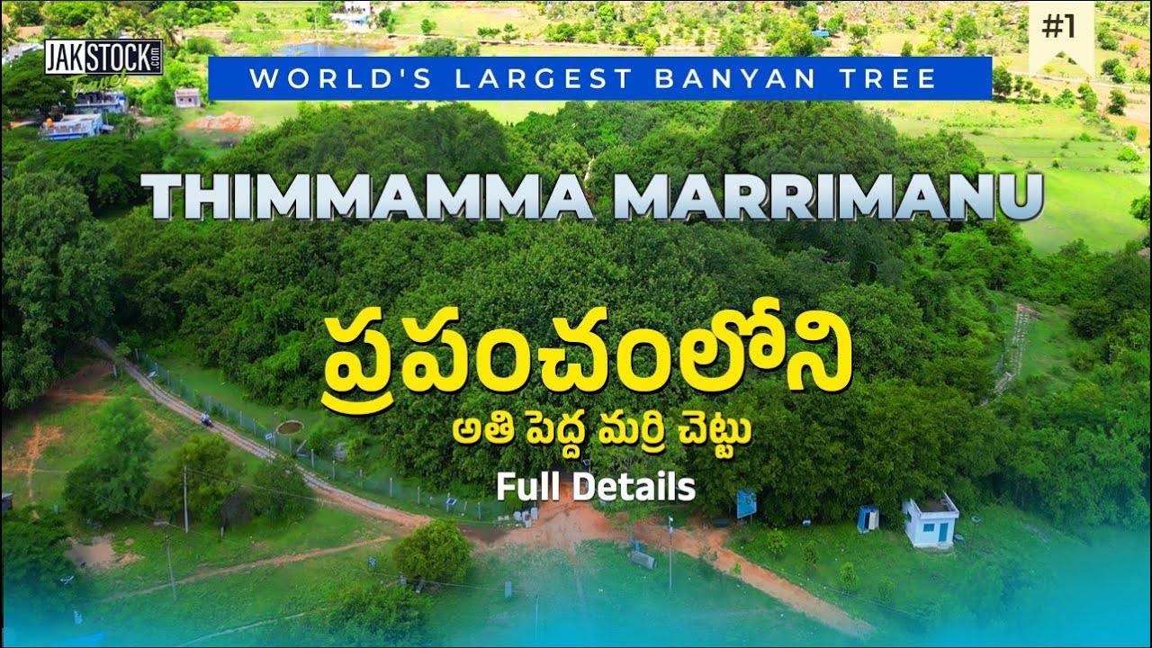 World's largest Banyan Tree- Thimmamma Marrimanu | AndhraPradesh |Full Details | JakstockTravel | BJ