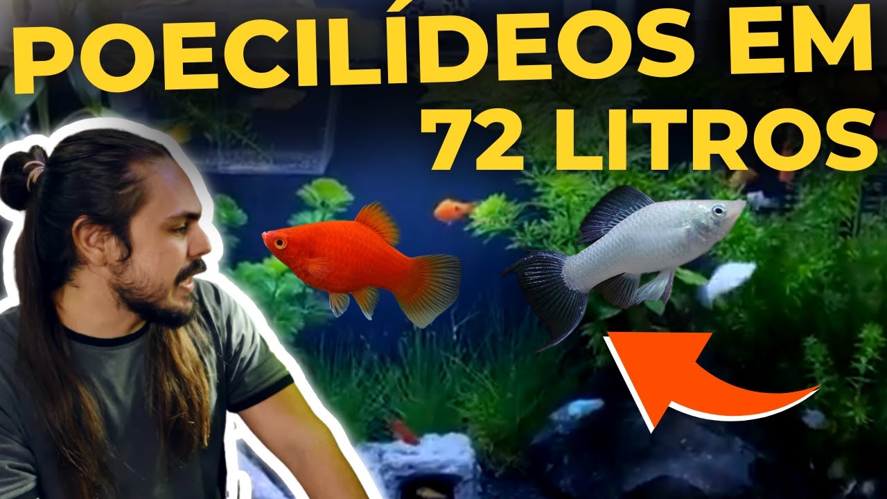 🔴AQUÁRIO DE POECILÍDEOS DE 72 LITROS DO INSCRITO FILIPPI |Mr. Betta|