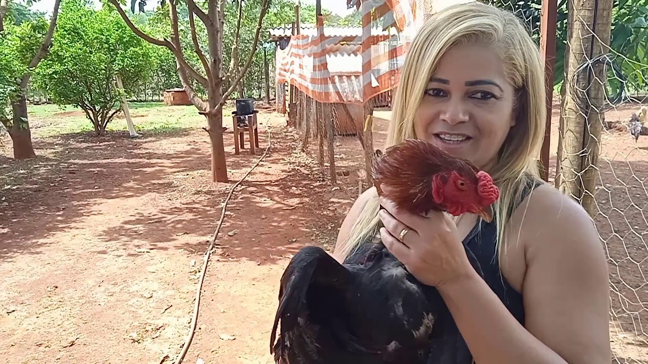 Mais uma vez não consigo sangrar um frango