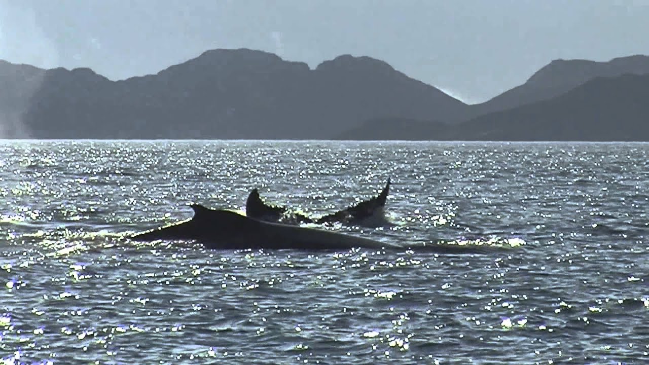 Grönland Nuuk - Wale in Sicht