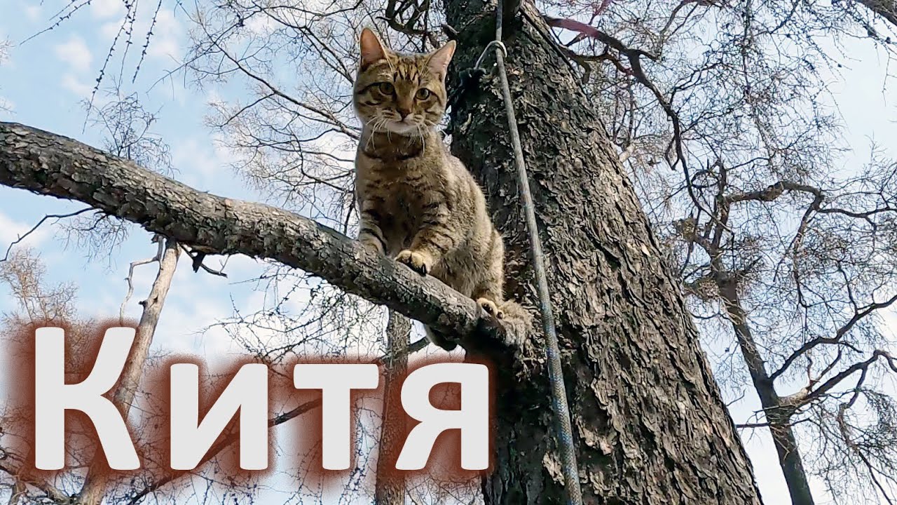Китя сообразительный