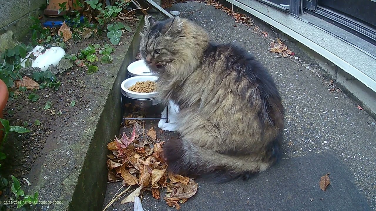 墓参りに来る猫53（ 2026 02 11 昼飯を食いにきたゴル ）