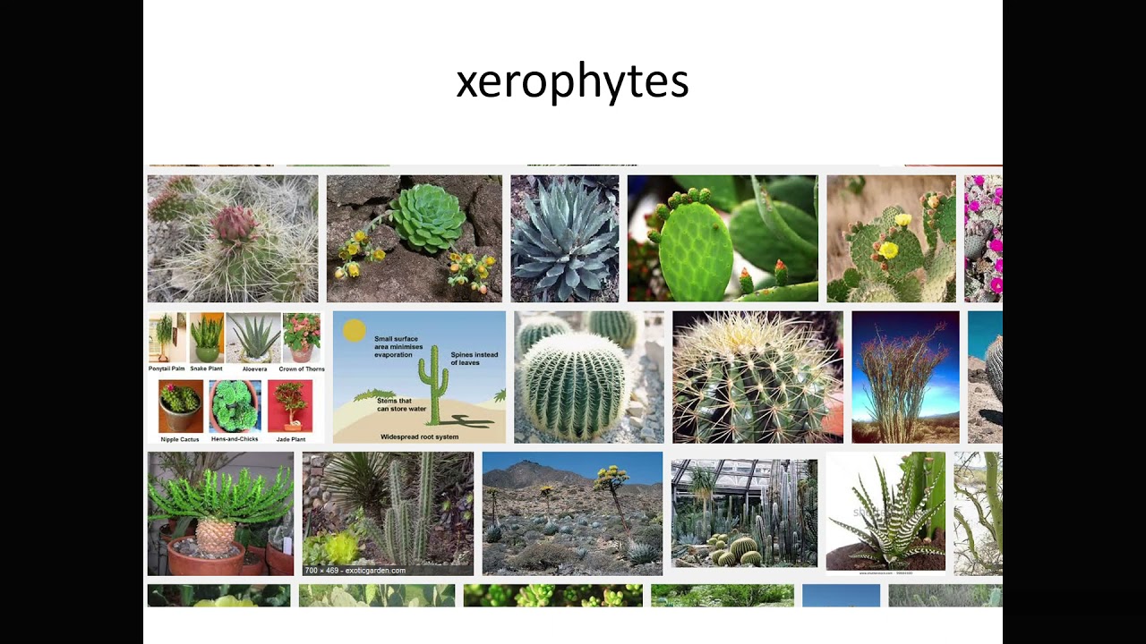 Halophytes and xerophytes