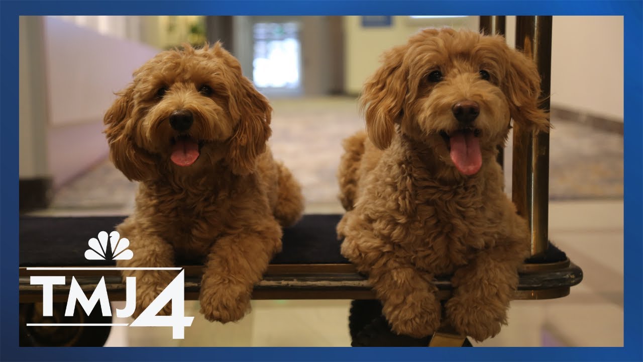 Meet the dogs who rule the lobby at this Hilton hotel