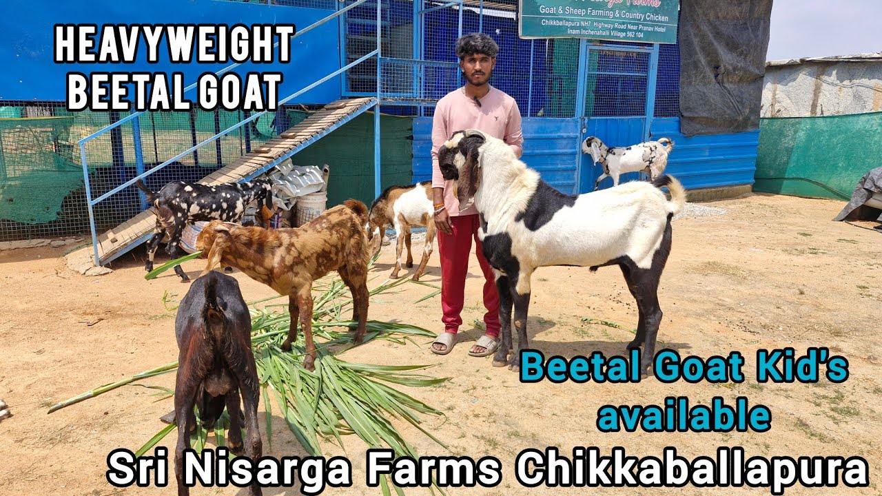 Beetal Goat Kid's And Breeder Available Sri Nisarga Farms 79759 85014