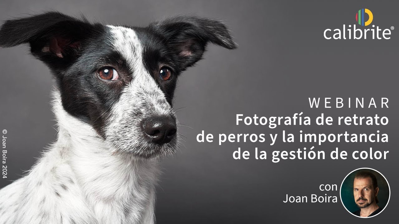 Fotografía de retrato de perros y la importancia de la gestión de color