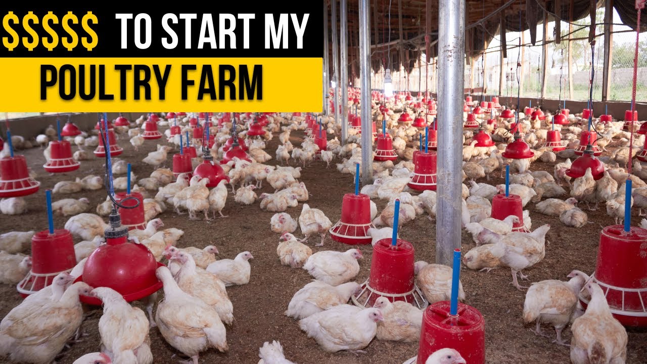 This is how much it cost me to start my poultry farm in Burkina Faso