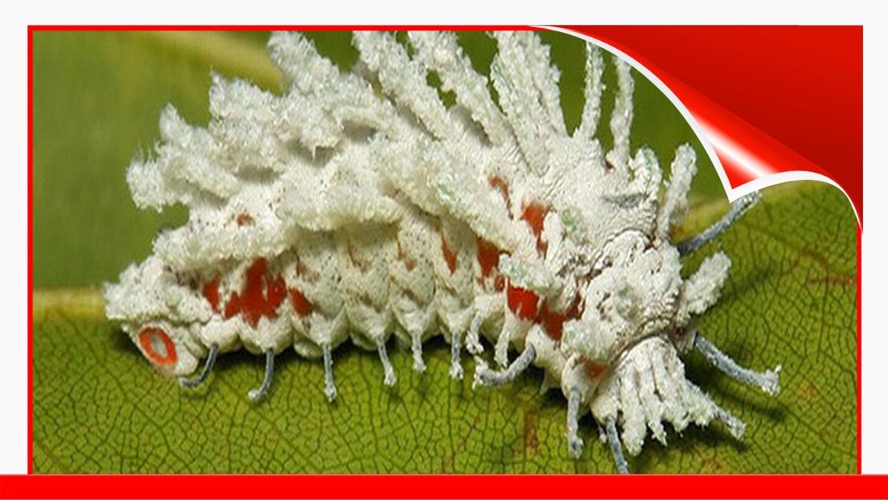 19 Amazing Caterpillar Transformations 😃