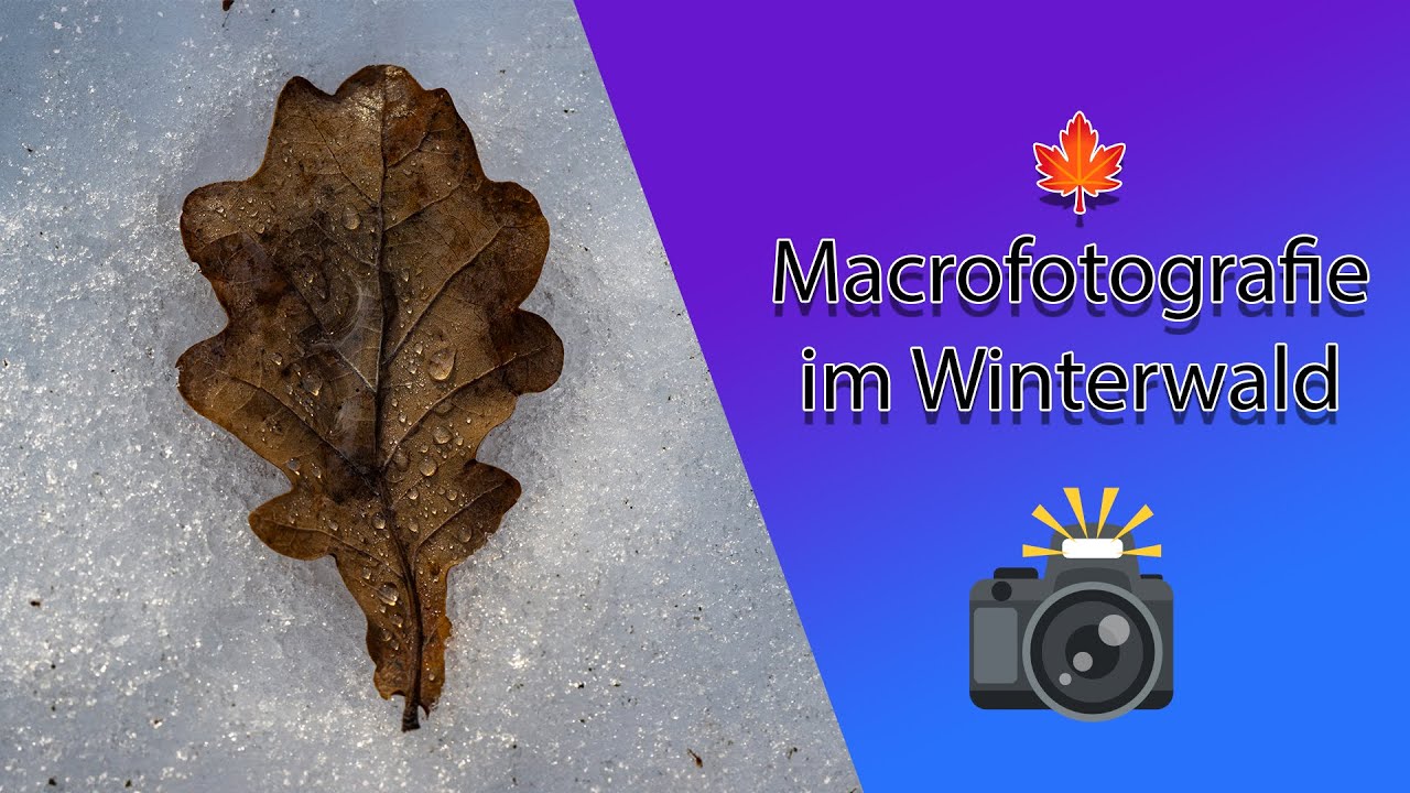 🍁 Macrofotografie im Winterwald - Blätter und kleine Eiskugeln fotografieren